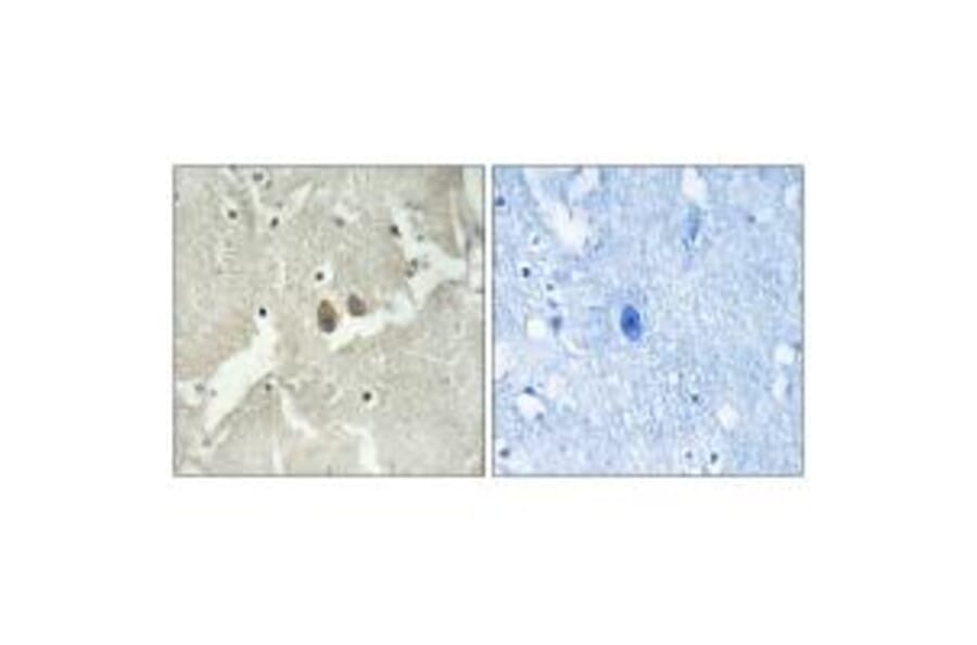 Immunohistochemistry - NSG2 Antibody from Signalway Antibody (34861) - Antibodies.com