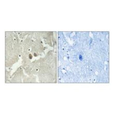 Immunohistochemistry - NSG2 Antibody from Signalway Antibody (34861) - Antibodies.com