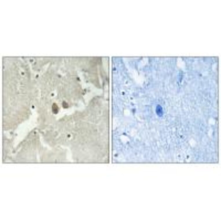 Immunohistochemistry - NSG2 Antibody from Signalway Antibody (34861) - Antibodies.com