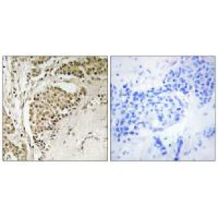 Immunohistochemistry - NOM1 Antibody from Signalway Antibody (34875) - Antibodies.com