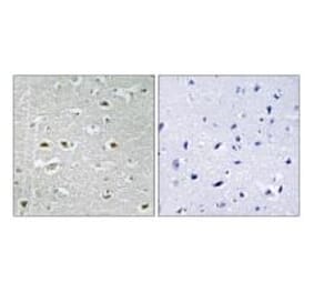 Immunohistochemistry - URB1 Antibody from Signalway Antibody (34877) - Antibodies.com