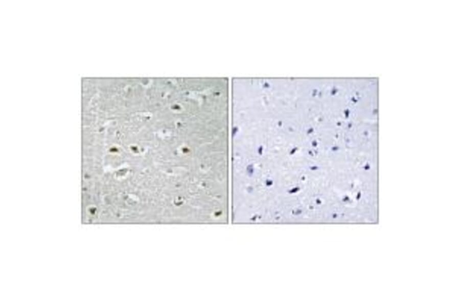 Immunohistochemistry - URB1 Antibody from Signalway Antibody (34877) - Antibodies.com