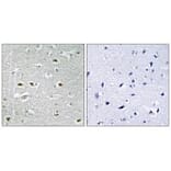 Immunohistochemistry - URB1 Antibody from Signalway Antibody (34877) - Antibodies.com