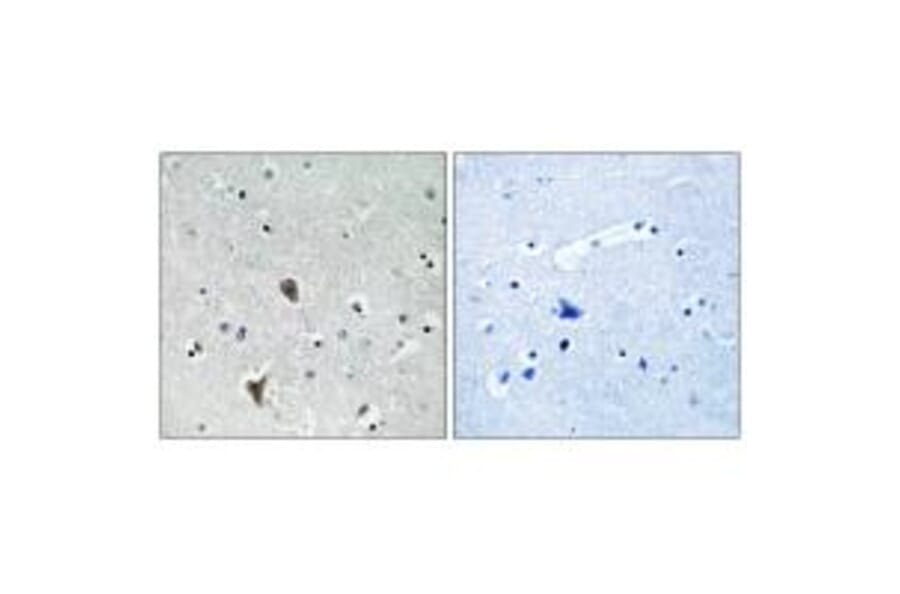 Immunohistochemistry - OXR1 Antibody from Signalway Antibody (34885) - Antibodies.com