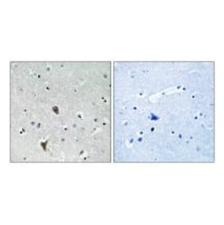 Immunohistochemistry - OXR1 Antibody from Signalway Antibody (34885) - Antibodies.com