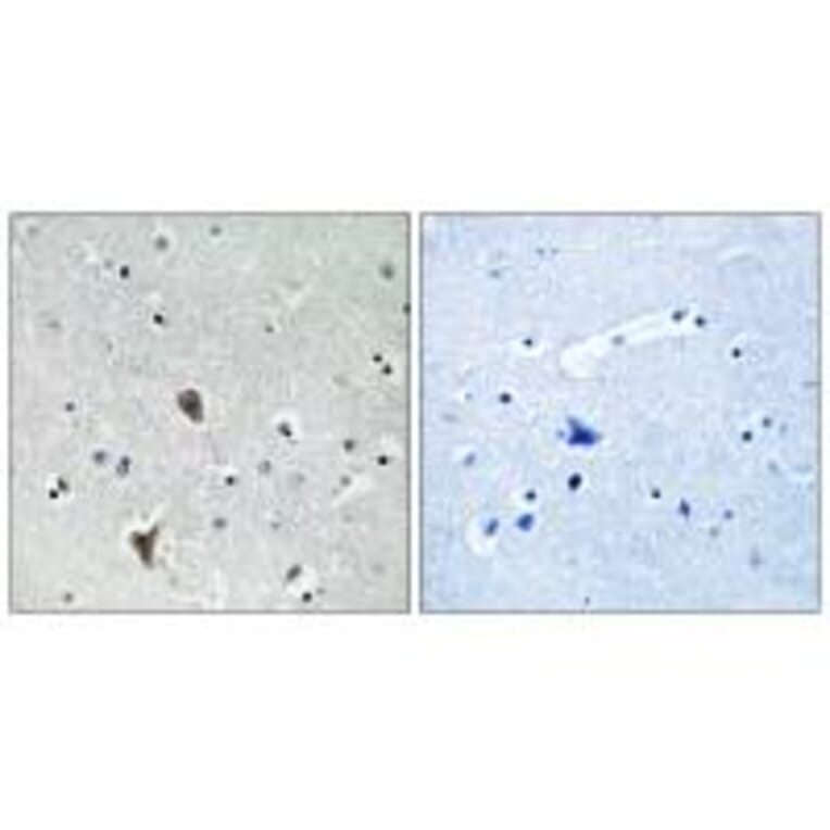 Immunohistochemistry - OXR1 Antibody from Signalway Antibody (34885) - Antibodies.com