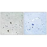 Immunohistochemistry - OXR1 Antibody from Signalway Antibody (34885) - Antibodies.com