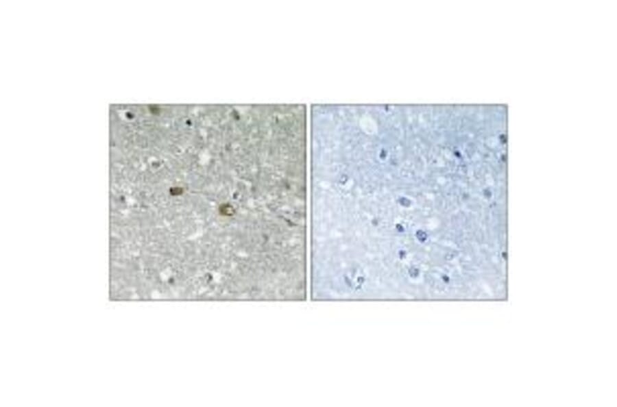 Immunohistochemistry - PIGH Antibody from Signalway Antibody (34901) - Antibodies.com