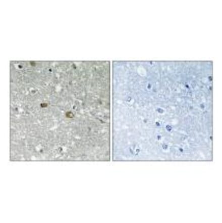 Immunohistochemistry - PIGH Antibody from Signalway Antibody (34901) - Antibodies.com