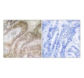 Immunohistochemistry - RDM1 Antibody from Signalway Antibody (34953) - Antibodies.com