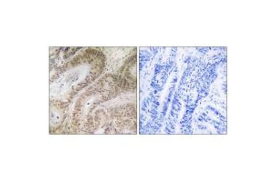 Immunohistochemistry - RDM1 Antibody from Signalway Antibody (34953) - Antibodies.com