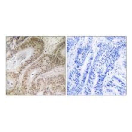 Immunohistochemistry - RDM1 Antibody from Signalway Antibody (34953) - Antibodies.com