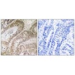 Immunohistochemistry - RDM1 Antibody from Signalway Antibody (34953) - Antibodies.com