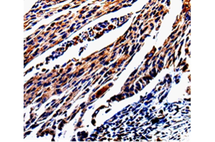 Immunohistochemistry - KLK3 Antibody from Signalway Antibody (35547) - Antibodies.com