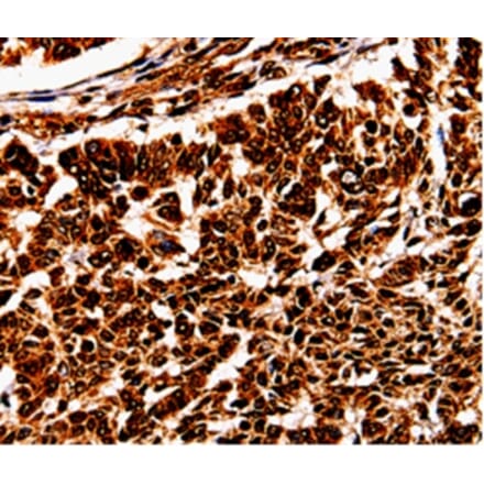 Immunohistochemistry - BOLL Antibody from Signalway Antibody (35553) - Antibodies.com