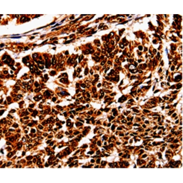 Immunohistochemistry - BOLL Antibody from Signalway Antibody (35553) - Antibodies.com