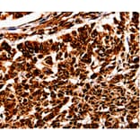 Immunohistochemistry - BOLL Antibody from Signalway Antibody (35553) - Antibodies.com