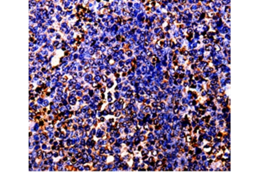 Immunohistochemistry - BOLL Antibody from Signalway Antibody (35553) - Antibodies.com