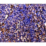Immunohistochemistry - BOLL Antibody from Signalway Antibody (35553) - Antibodies.com