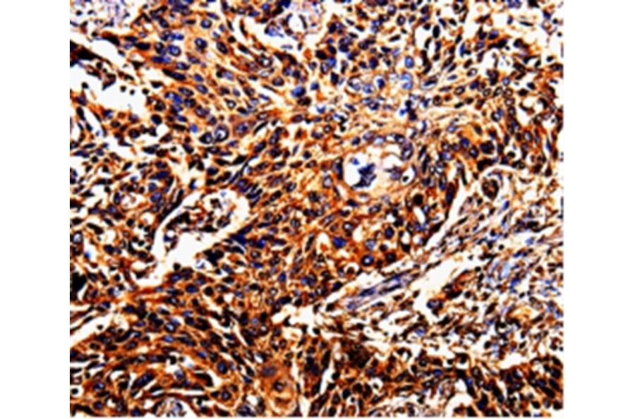 Immunohistochemistry - DAZ4 Antibody from Signalway Antibody (35555) - Antibodies.com