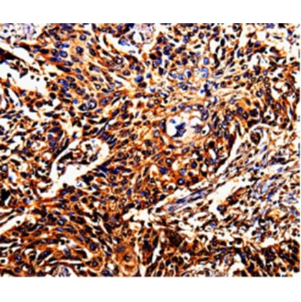 Immunohistochemistry - DAZ4 Antibody from Signalway Antibody (35555) - Antibodies.com