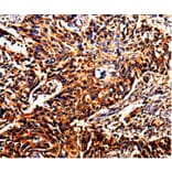 Immunohistochemistry - DAZ4 Antibody from Signalway Antibody (35555) - Antibodies.com