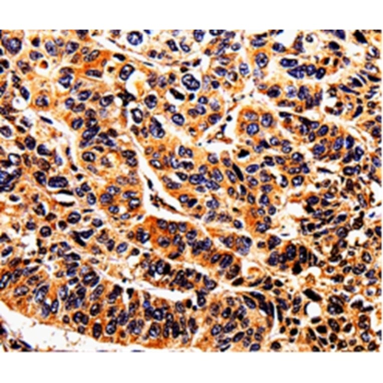 Immunohistochemistry - DAZ4 Antibody from Signalway Antibody (35555) - Antibodies.com