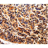 Immunohistochemistry - DAZ4 Antibody from Signalway Antibody (35555) - Antibodies.com