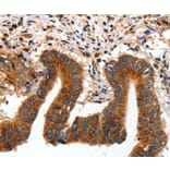Immunohistochemistry - AKT1 Antibody from Signalway Antibody (35562) - Antibodies.com