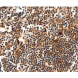 Immunohistochemistry - AKT1 Antibody from Signalway Antibody (35562) - Antibodies.com