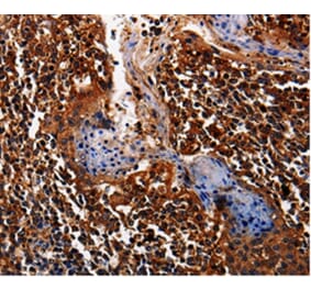 Immunohistochemistry - ALPL Antibody from Signalway Antibody (35565) - Antibodies.com