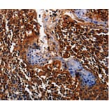 Immunohistochemistry - ALPL Antibody from Signalway Antibody (35565) - Antibodies.com