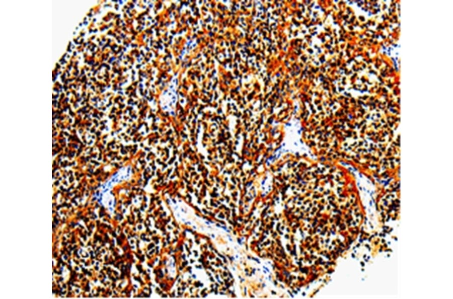 Immunohistochemistry - TLR7 Antibody from Signalway Antibody (35578) - Antibodies.com