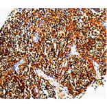 Immunohistochemistry - TLR7 Antibody from Signalway Antibody (35578) - Antibodies.com