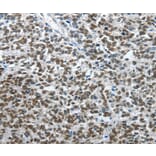 Immunohistochemistry - ARL2 Antibody from Signalway Antibody (35638) - Antibodies.com