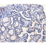 Immunohistochemistry - ARL6 Antibody from Signalway Antibody (35639) - Antibodies.com