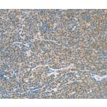 Immunohistochemistry - ATF2 Antibody from Signalway Antibody (35647) - Antibodies.com