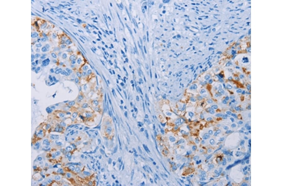 Immunohistochemistry - CA10 Antibody from Signalway Antibody (35664) - Antibodies.com