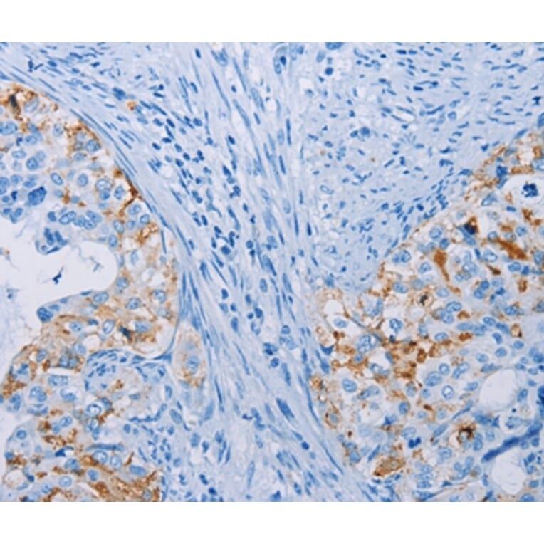 Immunohistochemistry - CA10 Antibody from Signalway Antibody (35664) - Antibodies.com