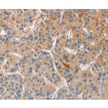 Immunohistochemistry - CCL4 Antibody from Signalway Antibody (35672) - Antibodies.com