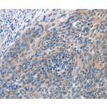 Immunohistochemistry - CUL7 Antibody from Signalway Antibody (35699) - Antibodies.com