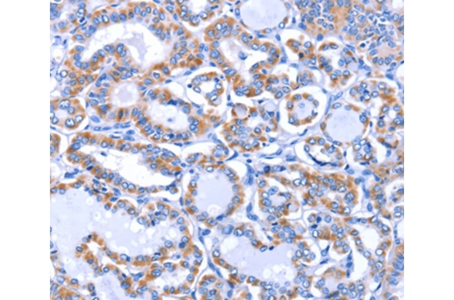Immunohistochemistry - GJB3 Antibody from Signalway Antibody (35700) - Antibodies.com