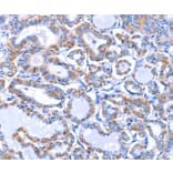 Immunohistochemistry - GJB3 Antibody from Signalway Antibody (35700) - Antibodies.com