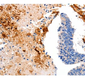 Immunohistochemistry - CCNC Antibody from Signalway Antibody (35702) - Antibodies.com
