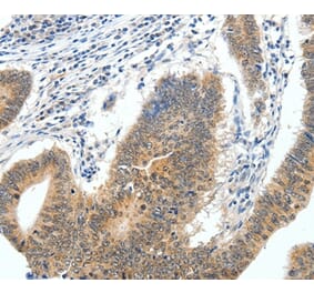 Immunohistochemistry - ECE2 Antibody from Signalway Antibody (35719) - Antibodies.com