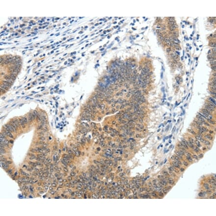 Immunohistochemistry - ECE2 Antibody from Signalway Antibody (35719) - Antibodies.com