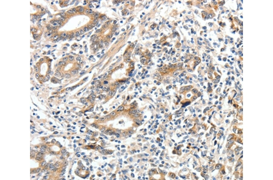 Immunohistochemistry - ECE2 Antibody from Signalway Antibody (35719) - Antibodies.com
