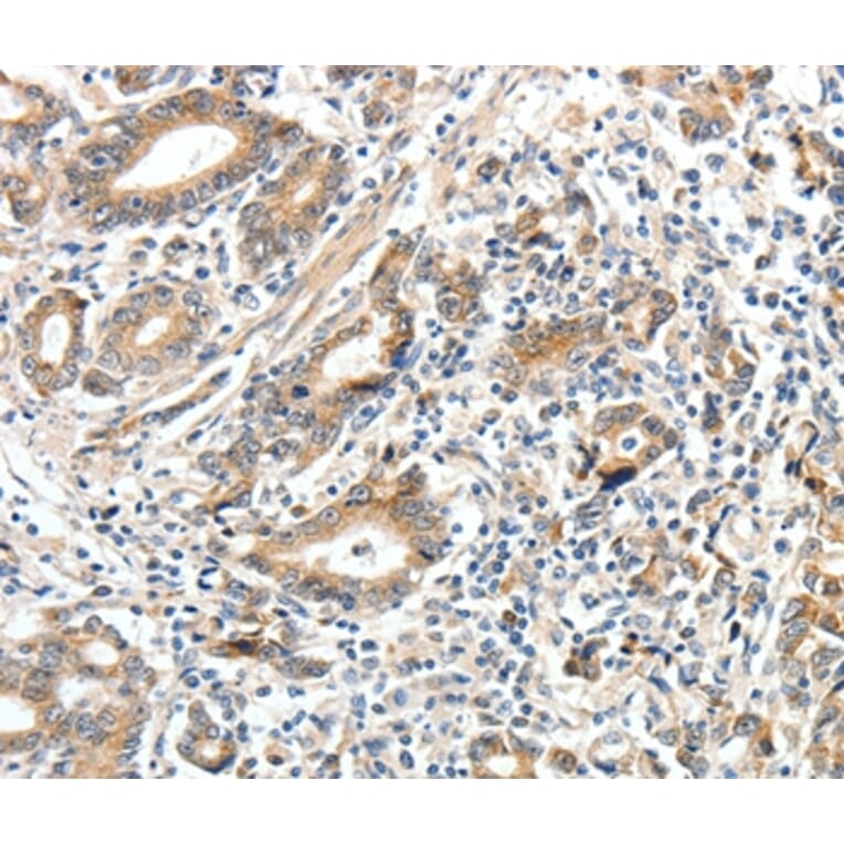 Immunohistochemistry - ECE2 Antibody from Signalway Antibody (35719) - Antibodies.com