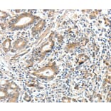 Immunohistochemistry - ECE2 Antibody from Signalway Antibody (35719) - Antibodies.com