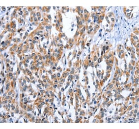 Immunohistochemistry - EDN3 Antibody from Signalway Antibody (35733) - Antibodies.com